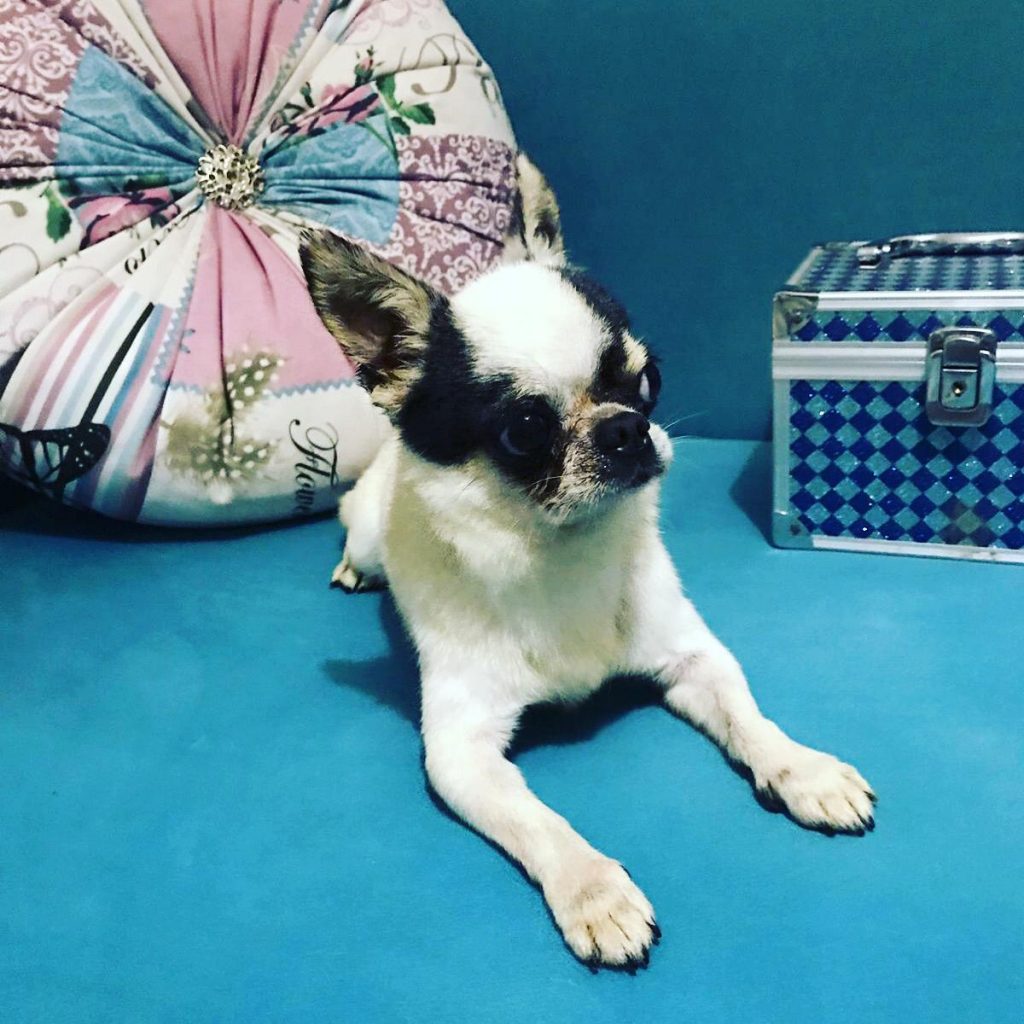 Köpek Eğitimi Doğa Köpek Üretim Çiftliği