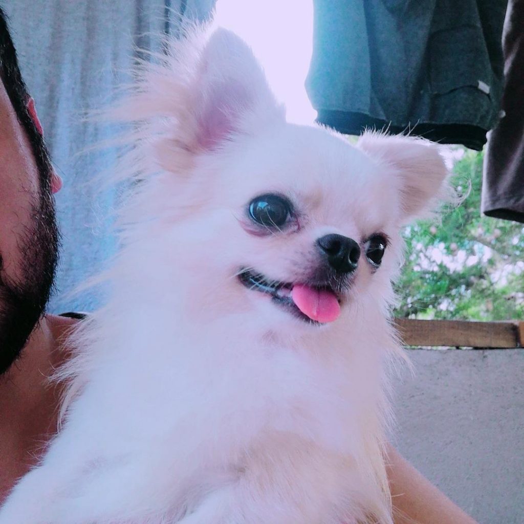 Köpek Eğitimi Doğa Köpek Üretim Çiftliği